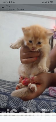 Traditional Persian cat